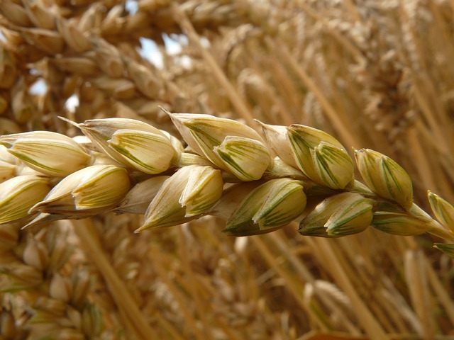 Healthy Breakfast - Whole Grains