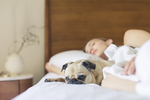 Resting Dog on Bed