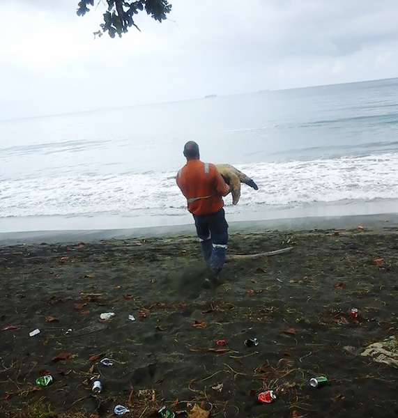 Man releasing turtle into the ocean