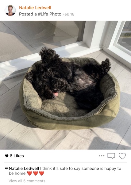 Bella the dog laying in her bed