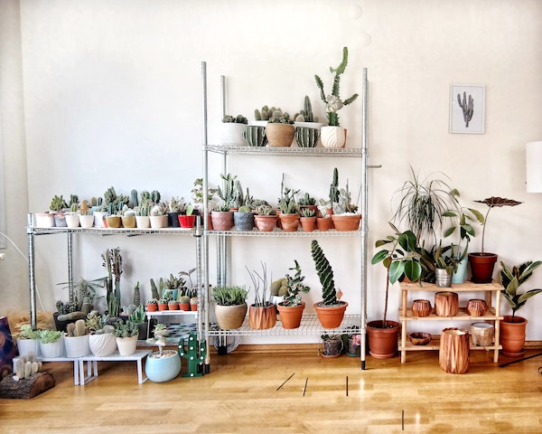 Wall of Various Indoor Plants