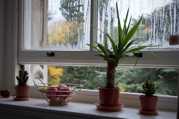Open Window With Indoor Plants