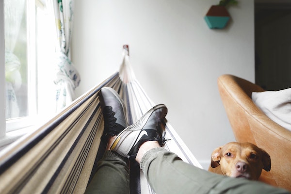 Person Laying in Hammock with Dog